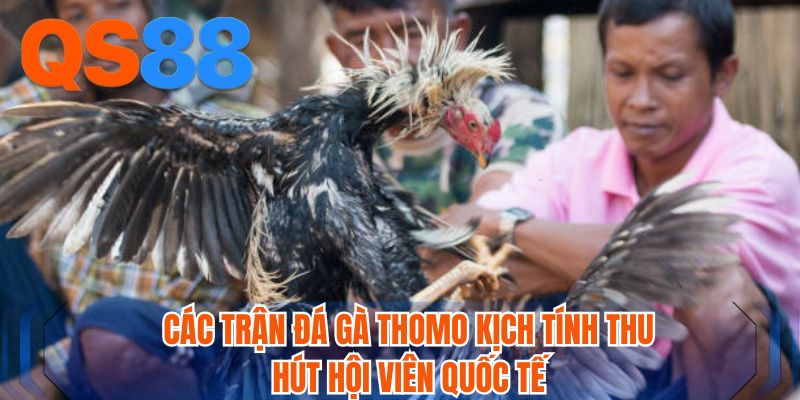 Các trận đá gà Thomo kịch tính thu hút hội viên quốc tế
